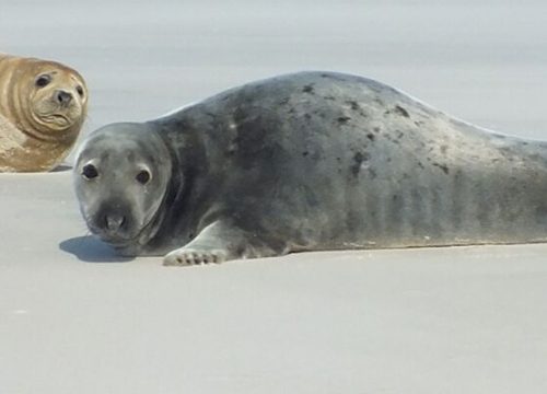 Ferienlotse-Nordsee_404601385_-da8be272