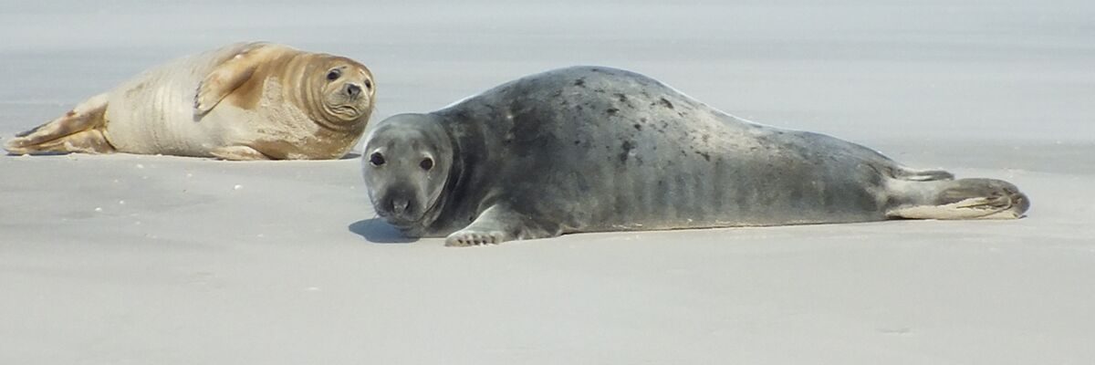 Ferienlotse-Nordsee_404601385_-da8be272